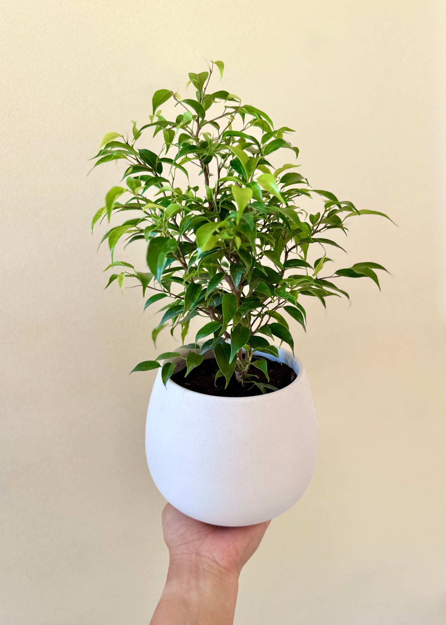 Ficus Bonsai Verde