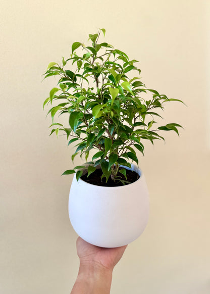 Ficus Bonsai Verde