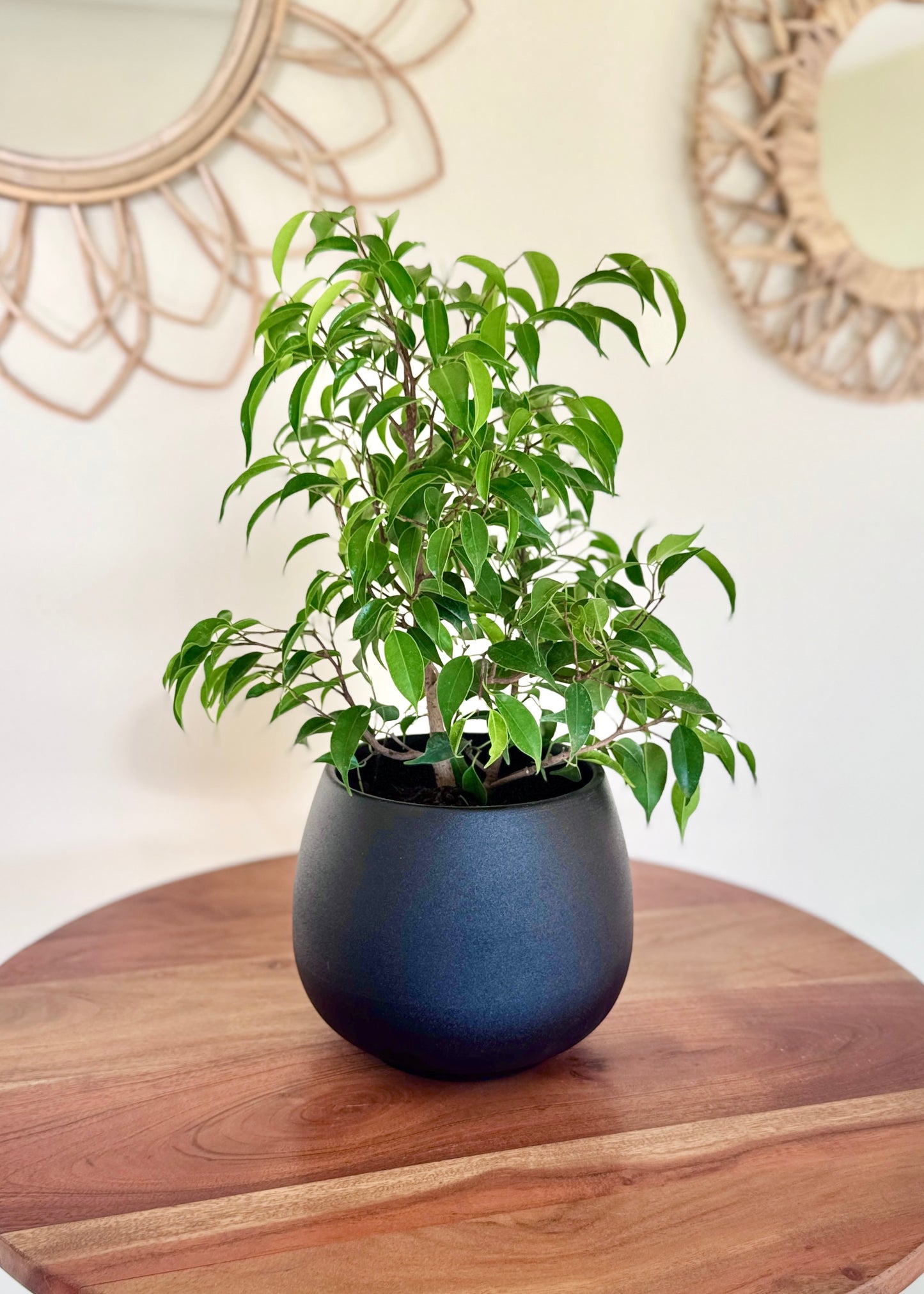 Ficus Bonsai Verde