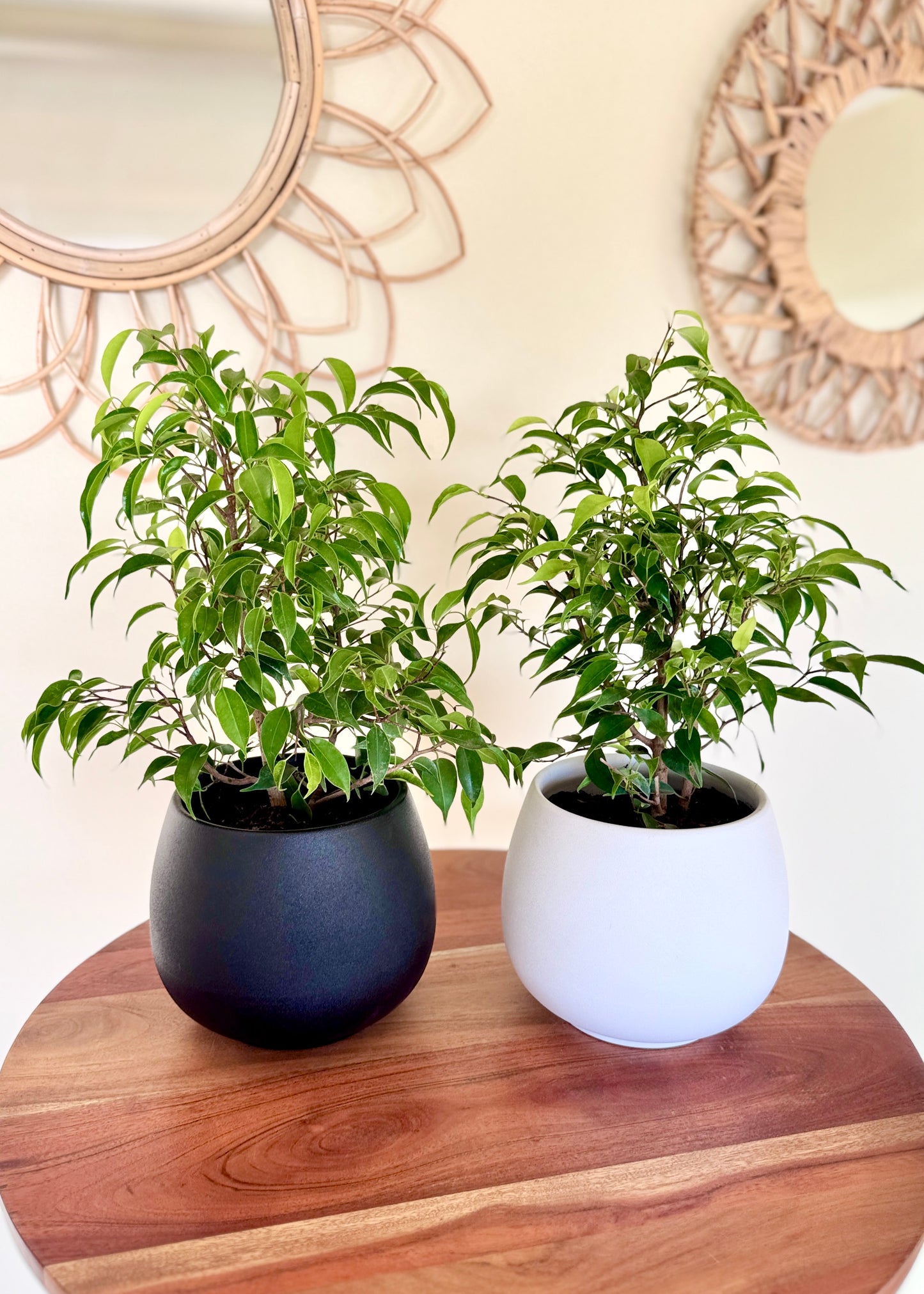 Ficus Bonsai Verde
