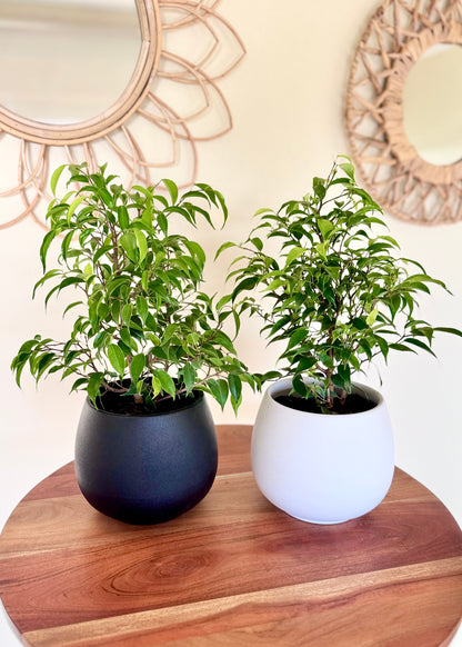 Ficus Bonsai Verde