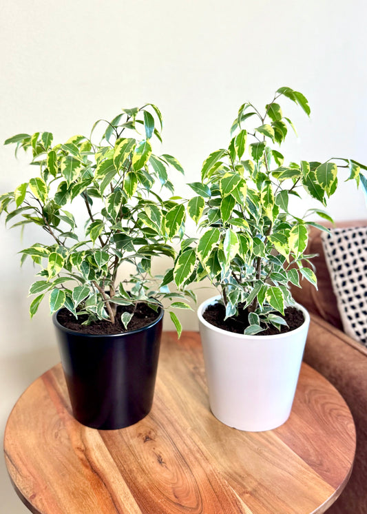 Ficus Bonsai Hawaii