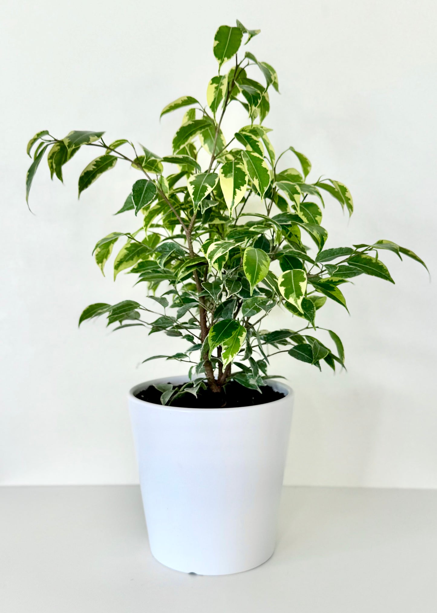 Ficus Bonsai Hawaii