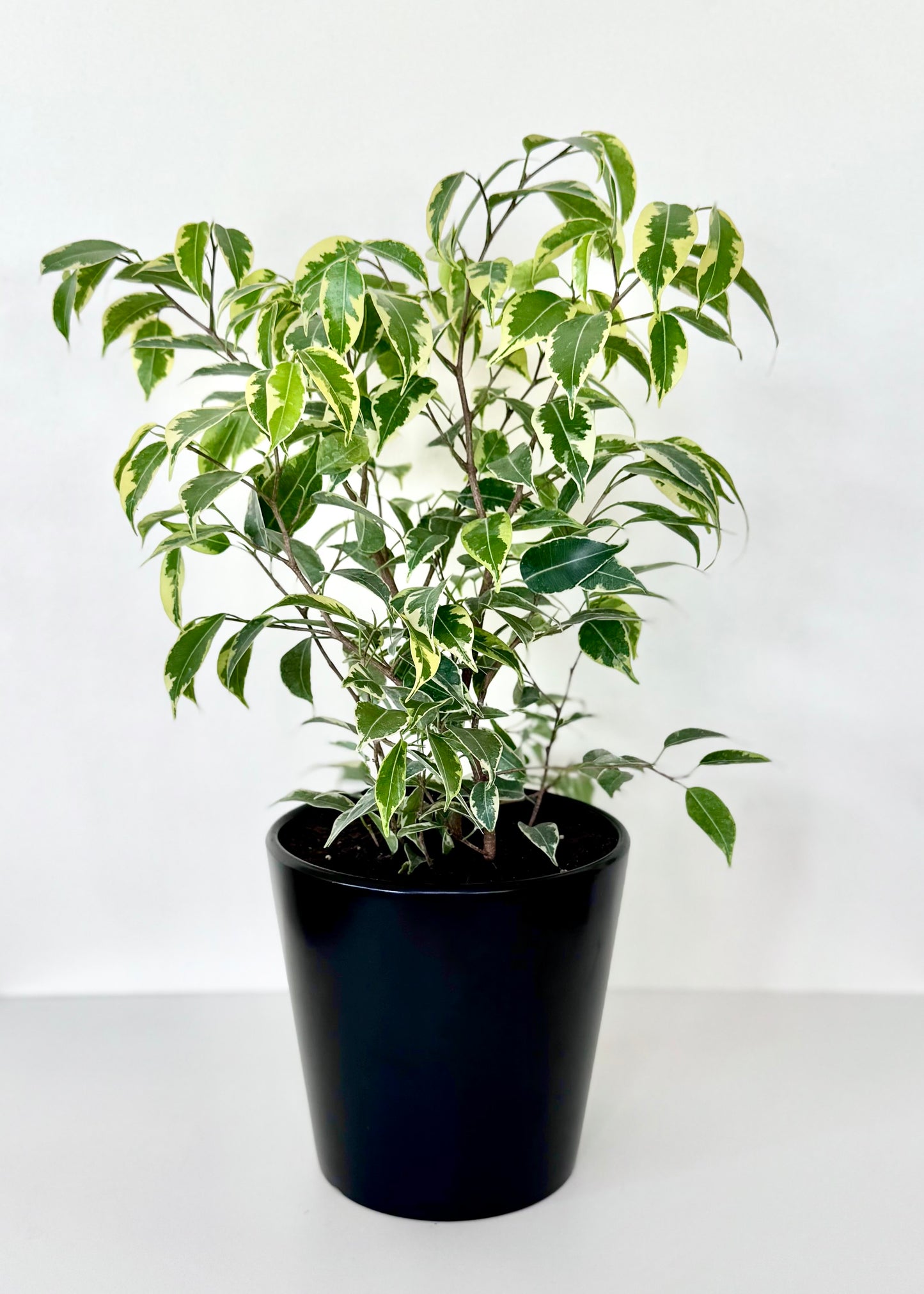 Ficus Bonsai Hawaii