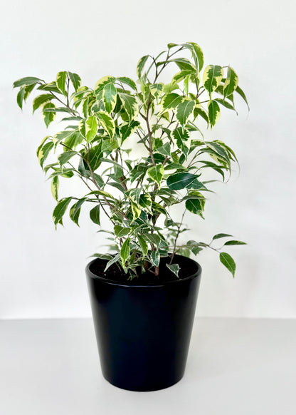 Ficus Bonsai Hawaii