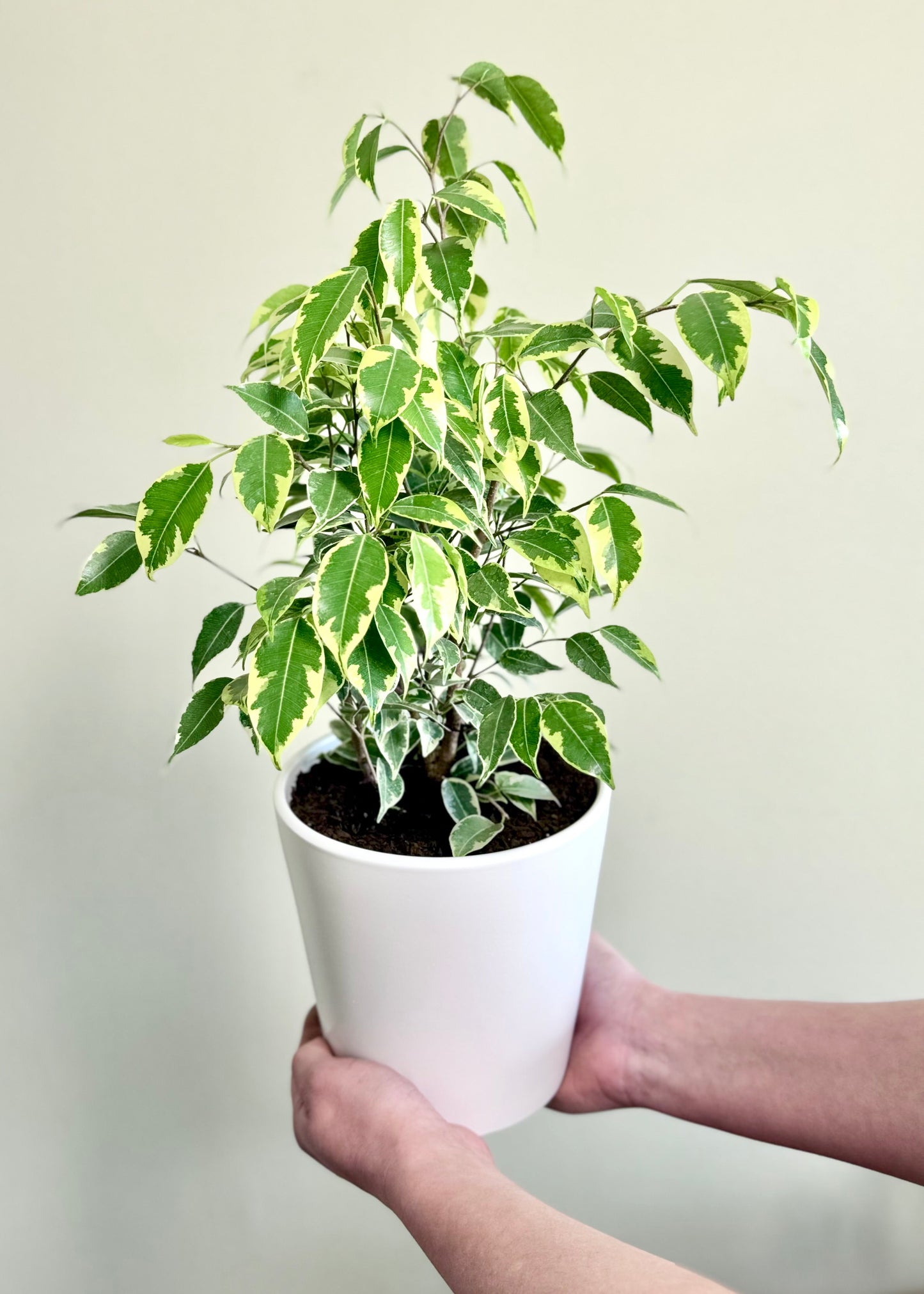 Ficus Bonsai Hawaii