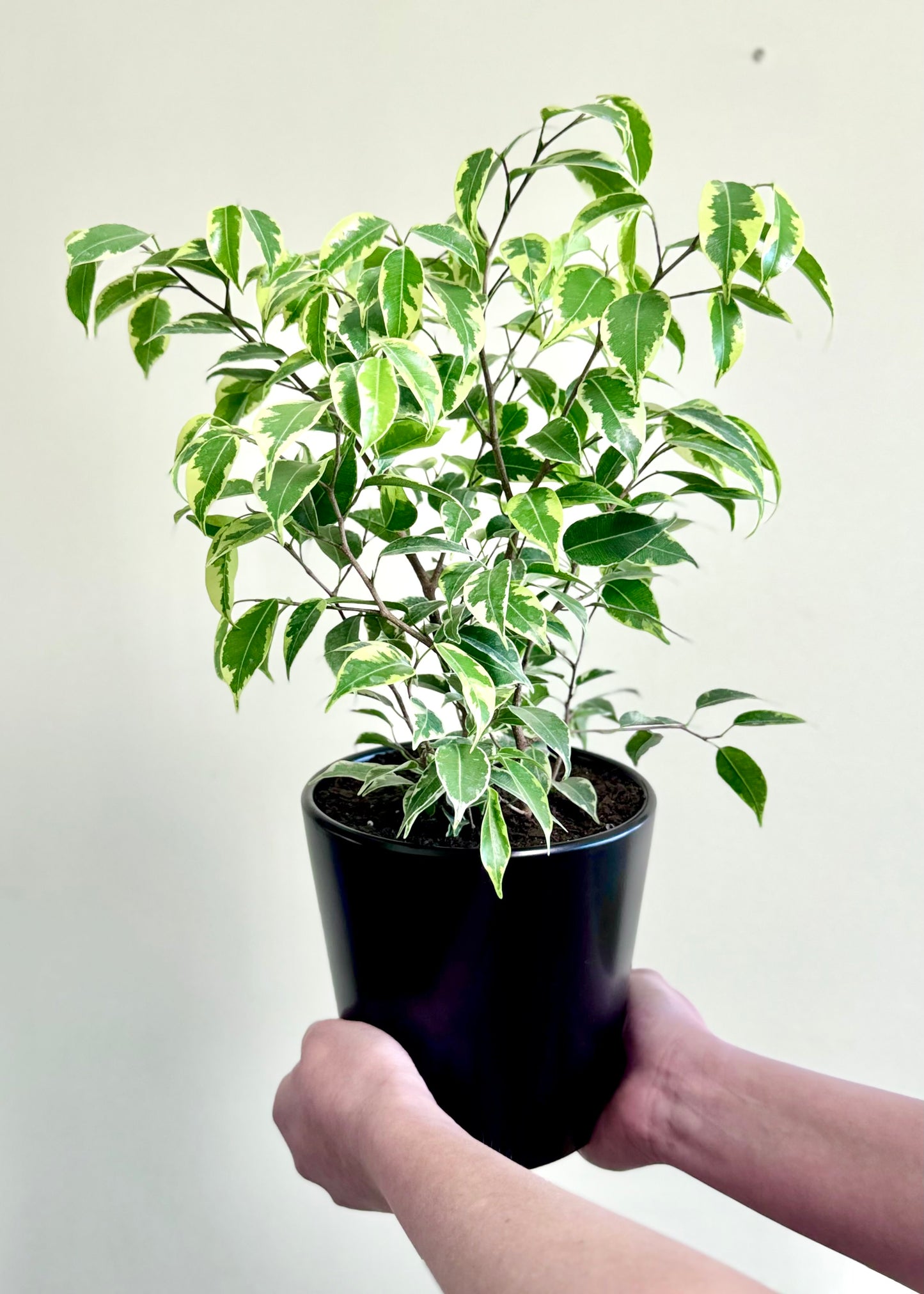 Ficus Bonsai Hawaii