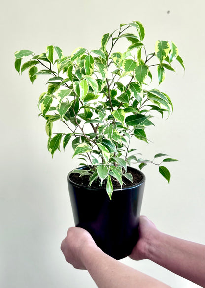 Ficus Bonsai Hawaii