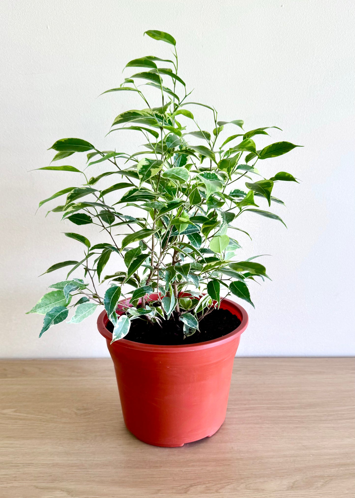 Ficus Bonsai Hawaii