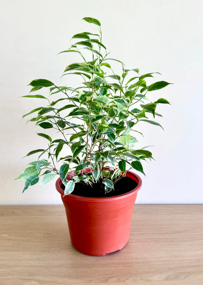 Ficus Bonsai Hawaii