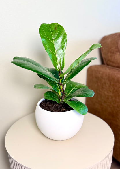 Ficus Lyrata