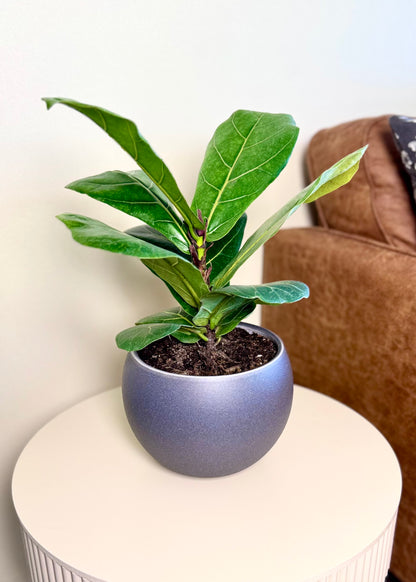 Ficus Lyrata