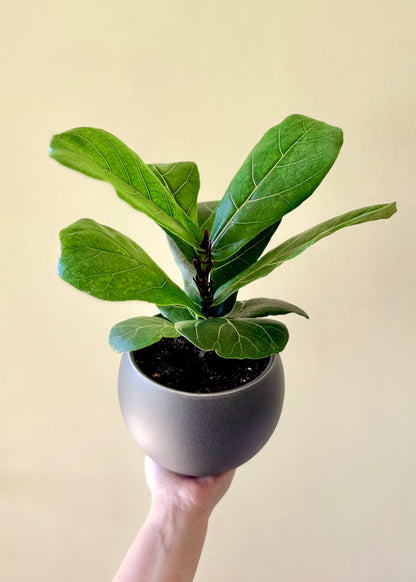 Ficus Lyrata