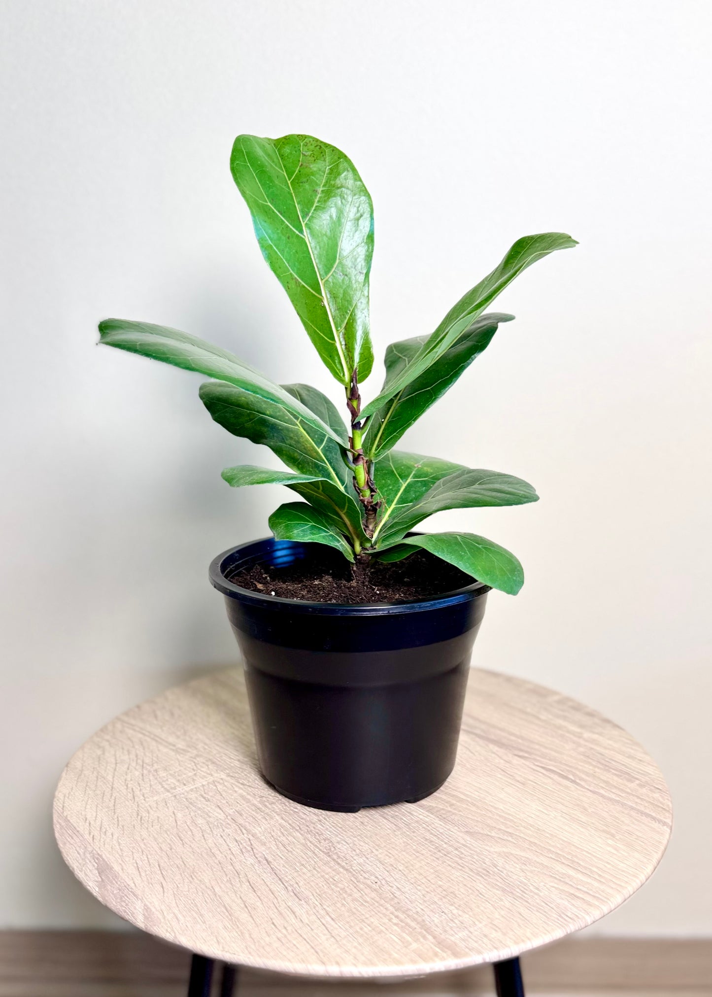 Ficus Lyrata