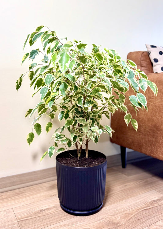 Ficus Melany M