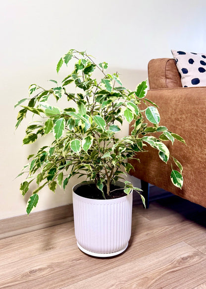 Ficus Melany M