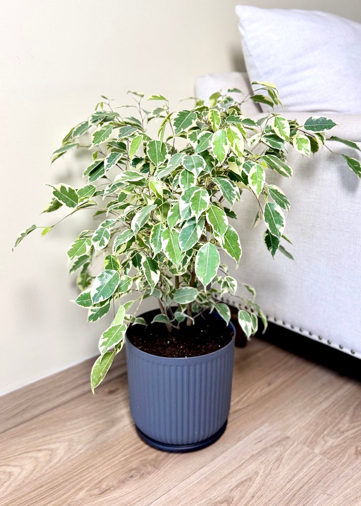 Ficus Melany M