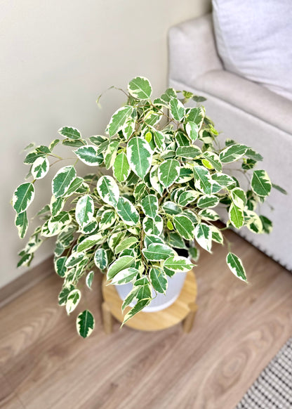 Ficus Melany M