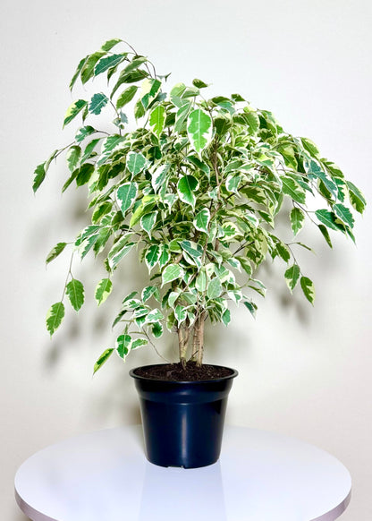 Ficus Melany M