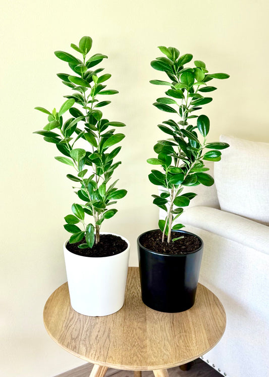 Ficus Moclame S