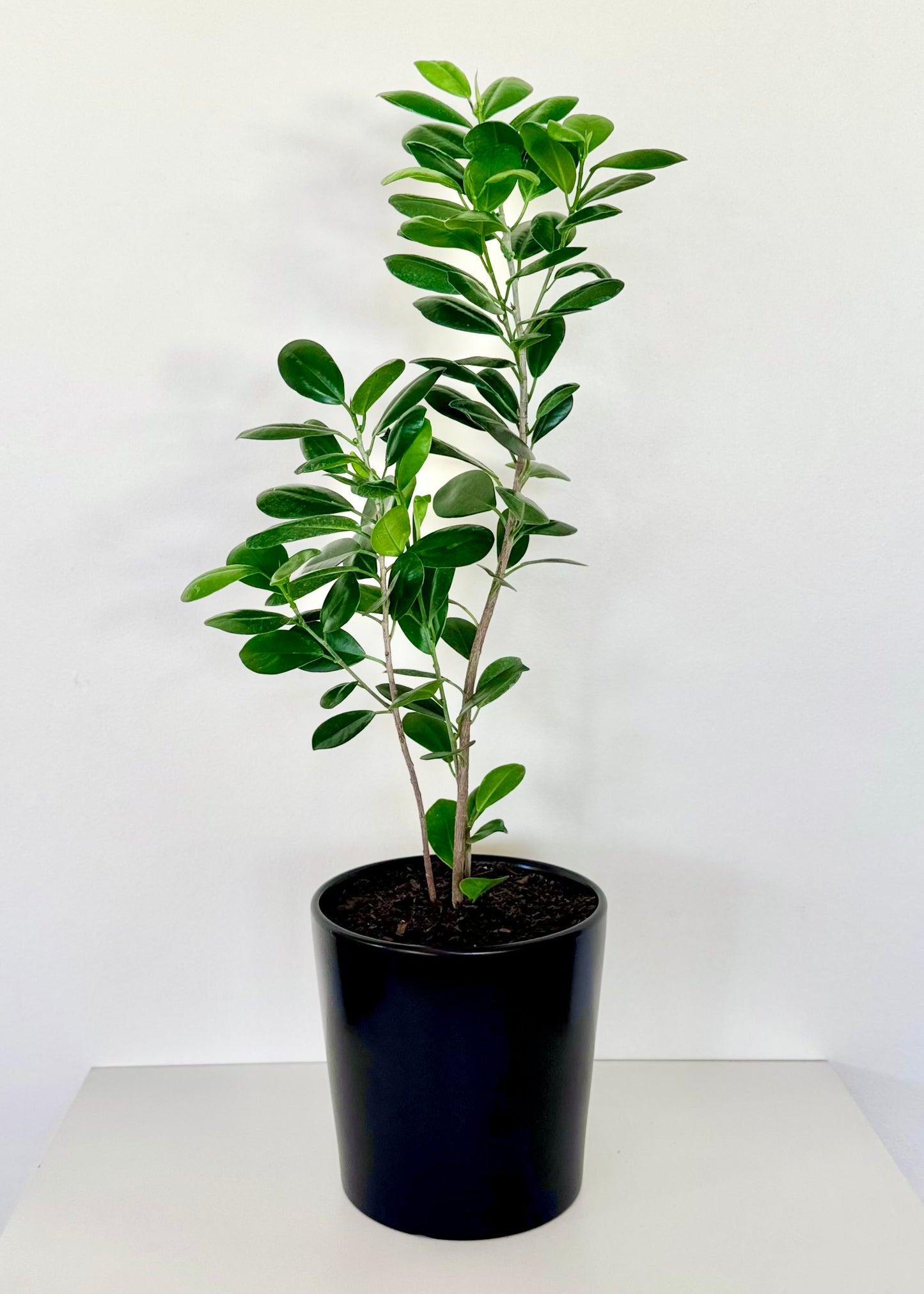 Ficus Moclame S
