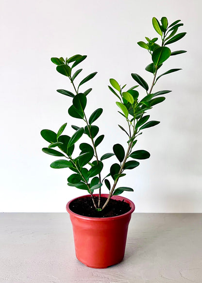 Ficus Moclame S