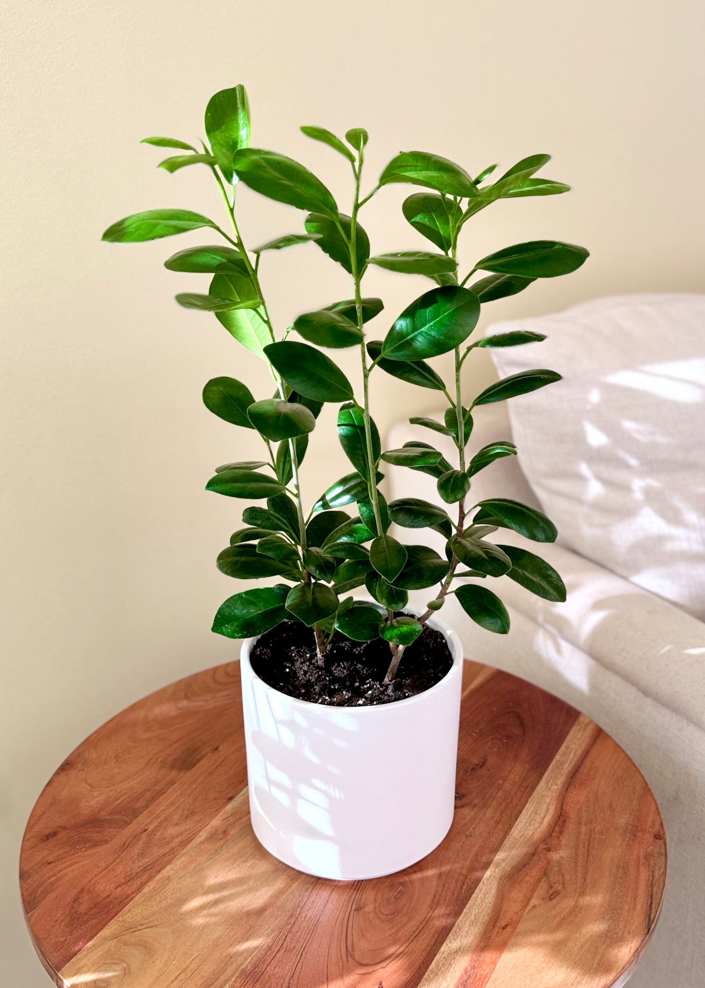 Ficus Moclame S