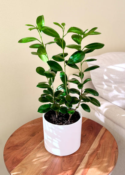 Ficus Moclame S