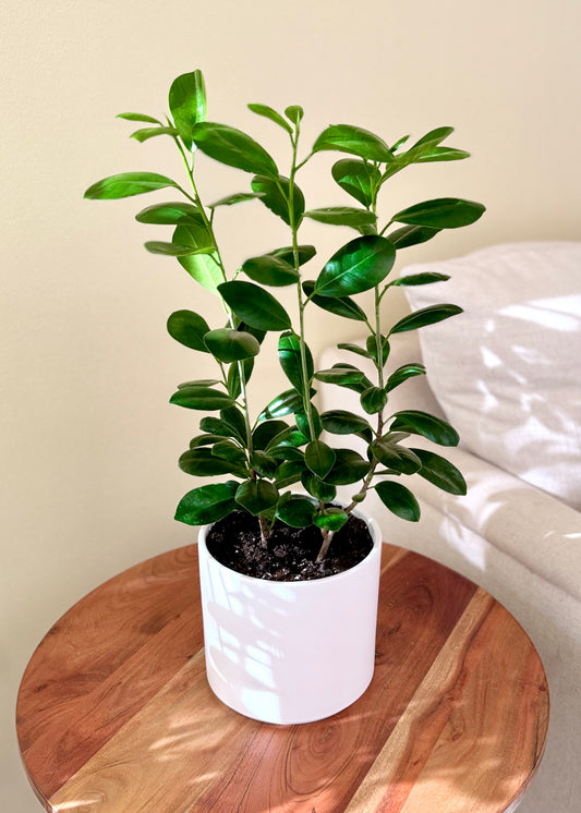 Ficus Moclame S