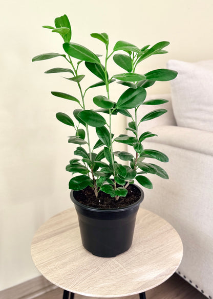 Ficus Moclame S