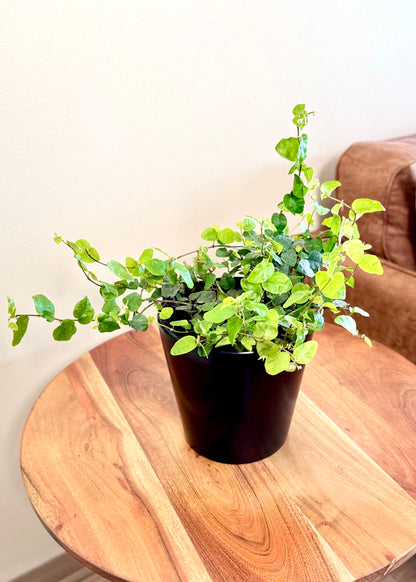 Ficus Repens