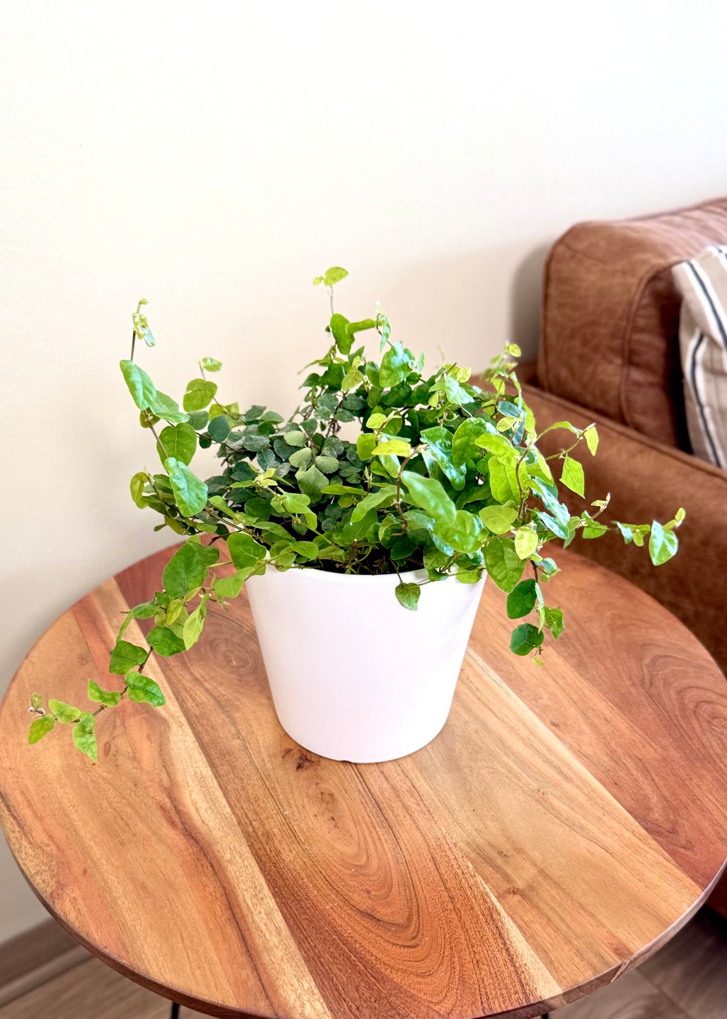 Ficus Repens