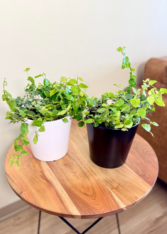 Ficus Repens