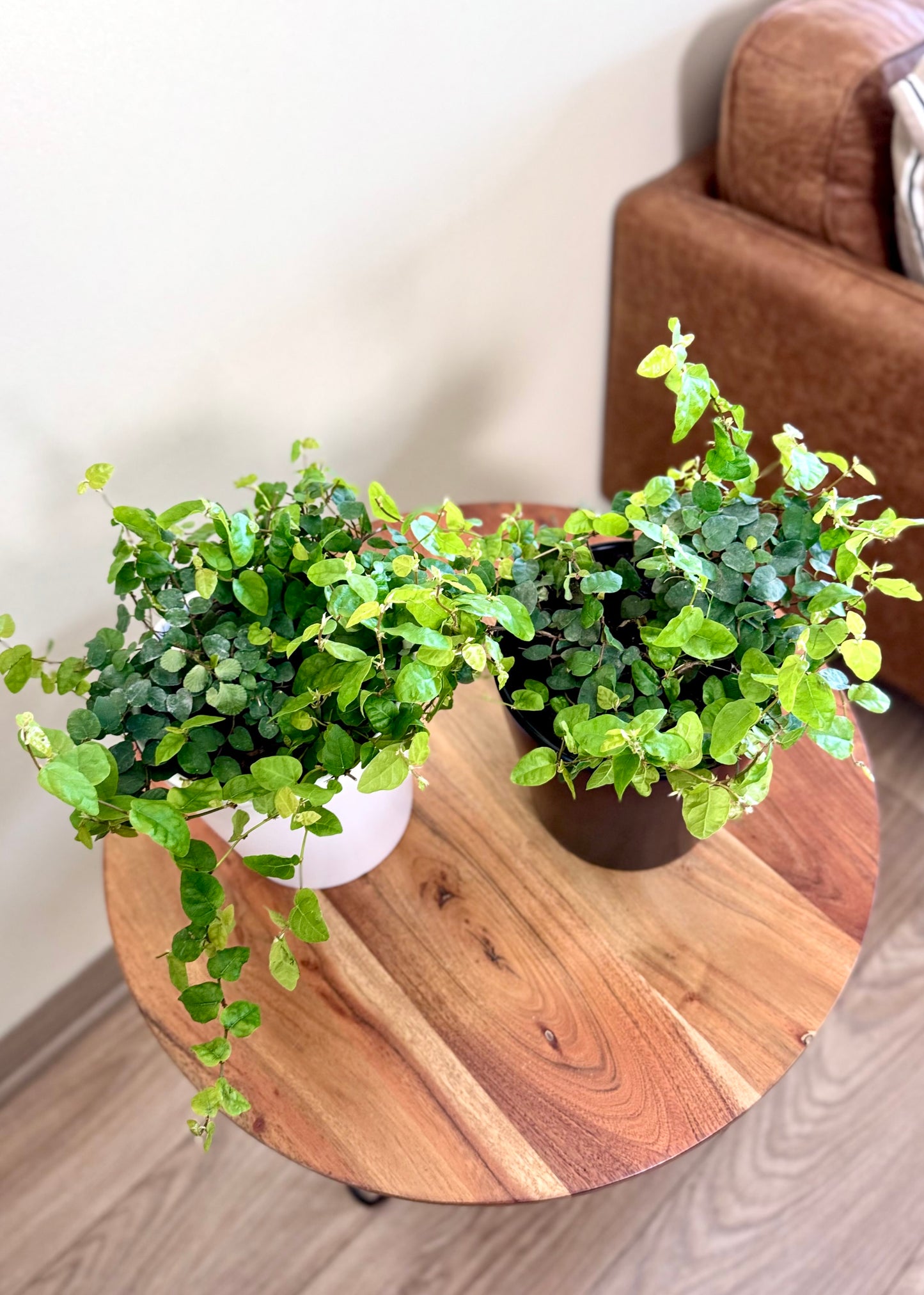 Ficus Repens