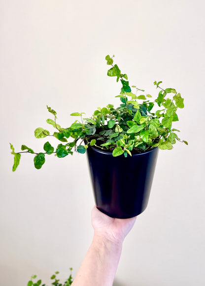 Ficus Repens