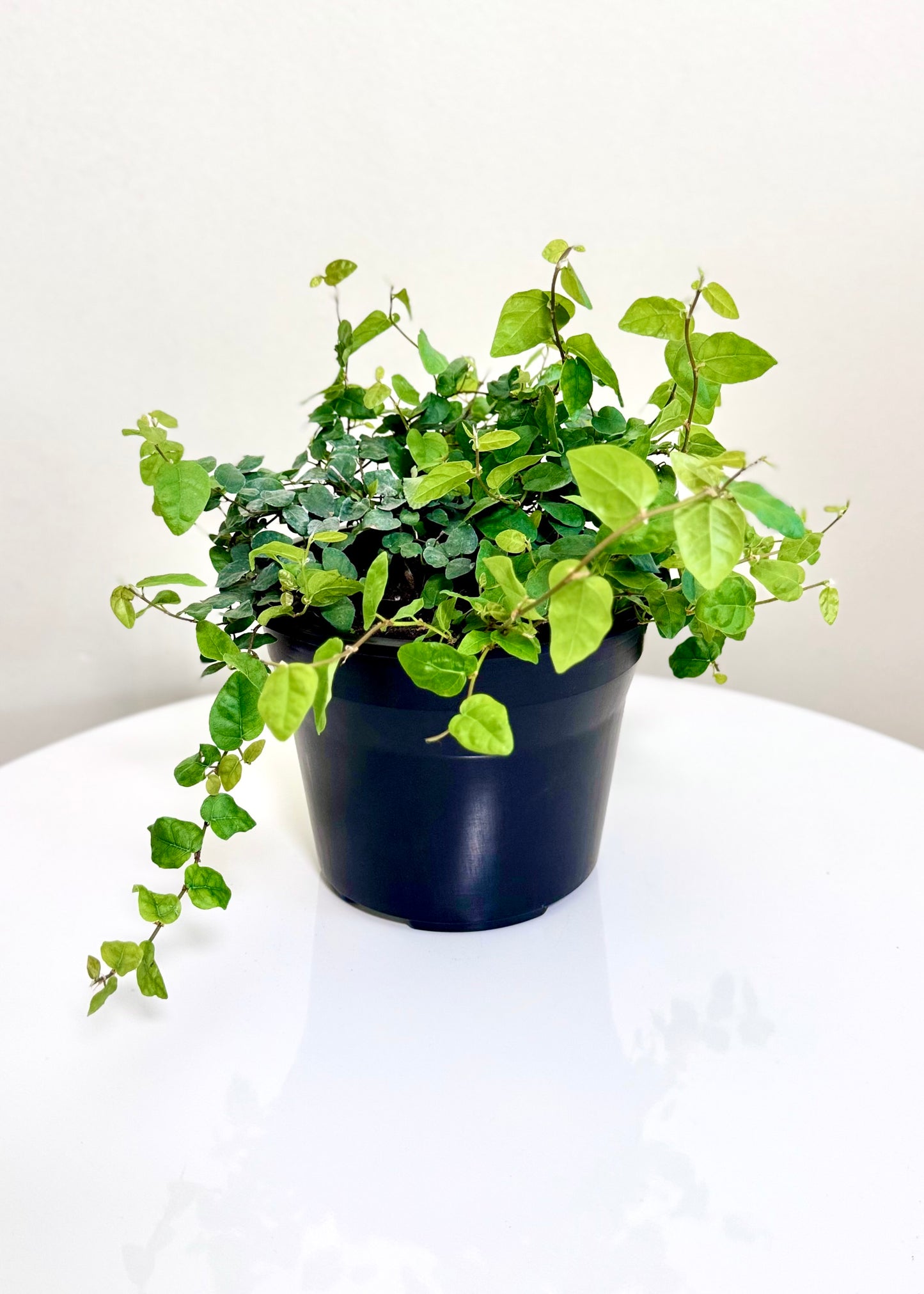 Ficus Repens