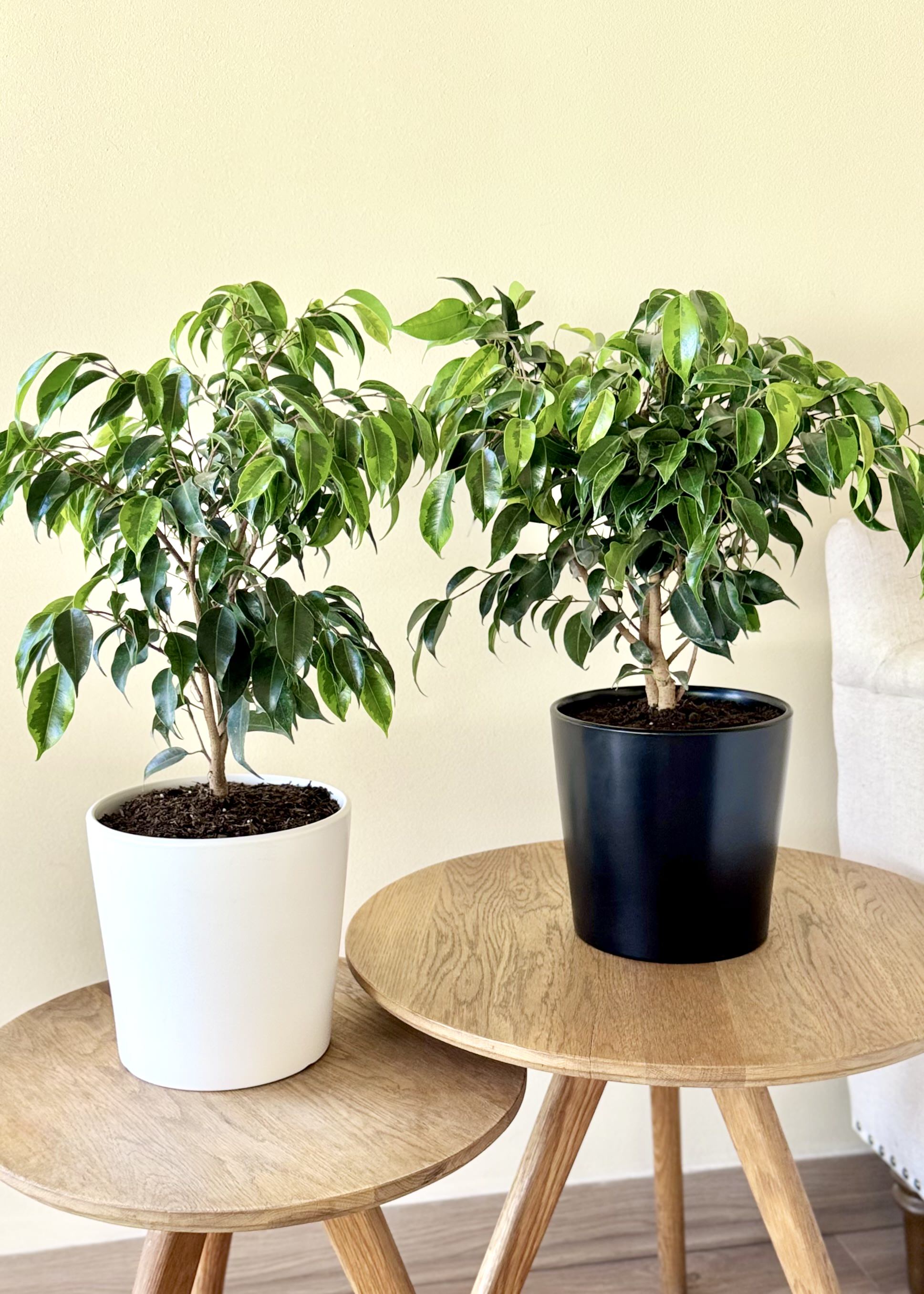 Ficus Benjamina