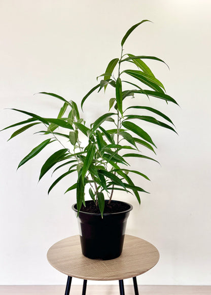 Ficus Alii