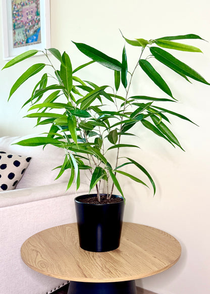 Ficus Alii