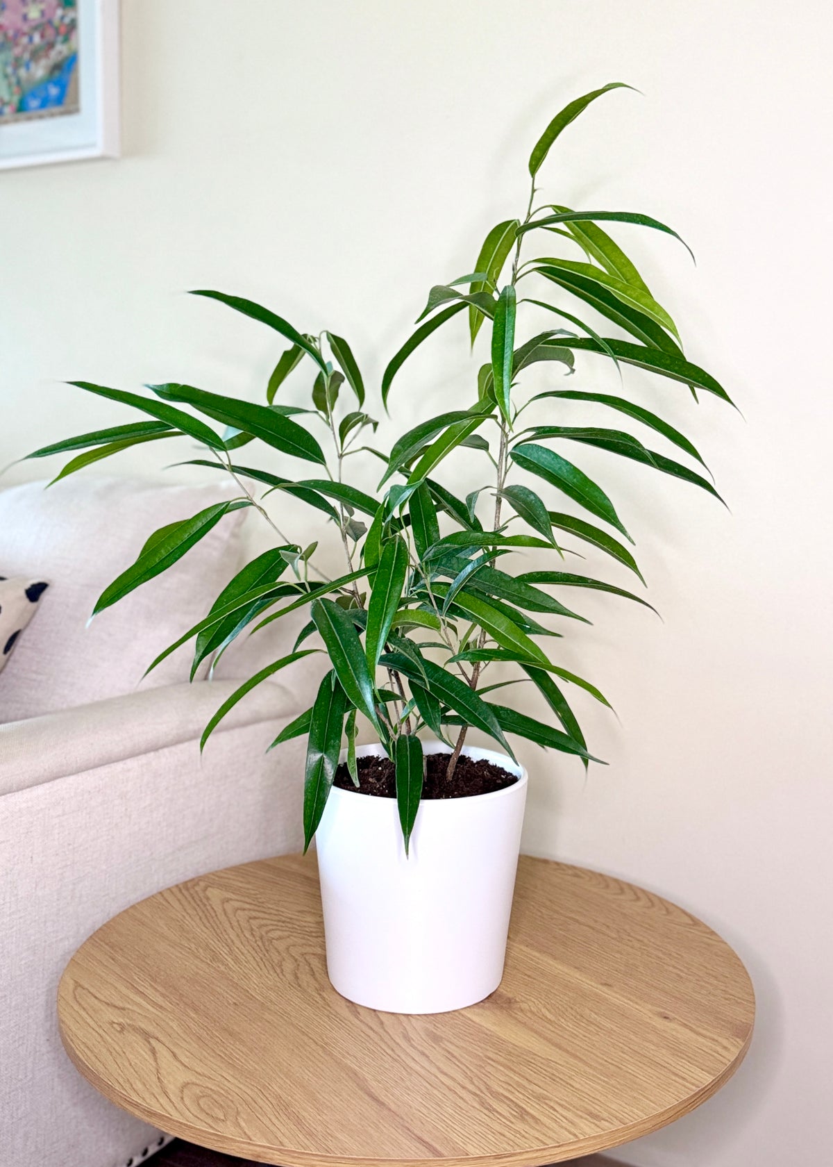 Ficus Alii