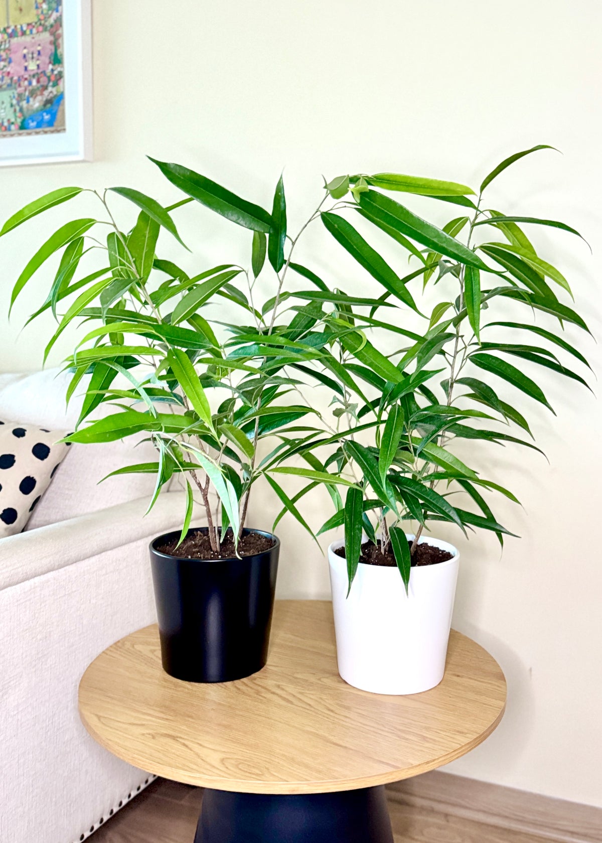 Ficus Alii