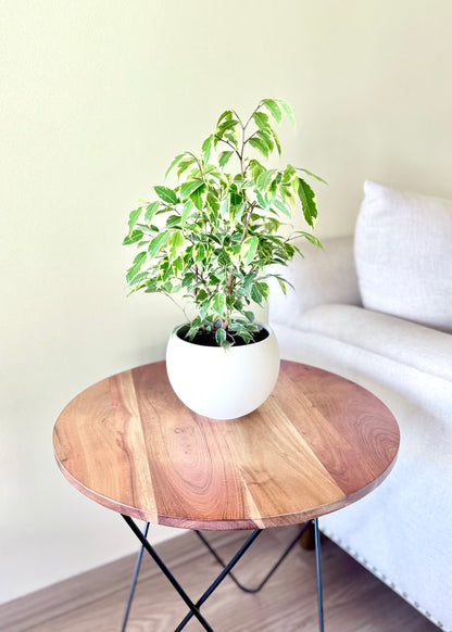 Ficus Bonsai Hawaii en Esfera