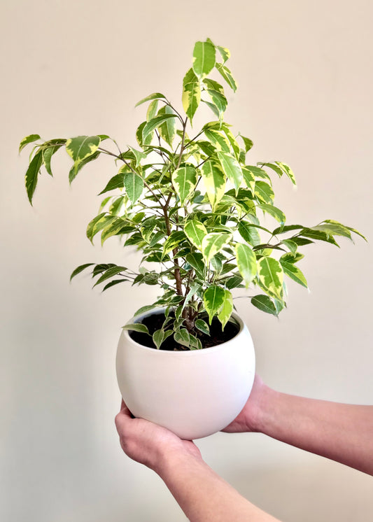 Ficus Bonsai Hawaii en Esfera