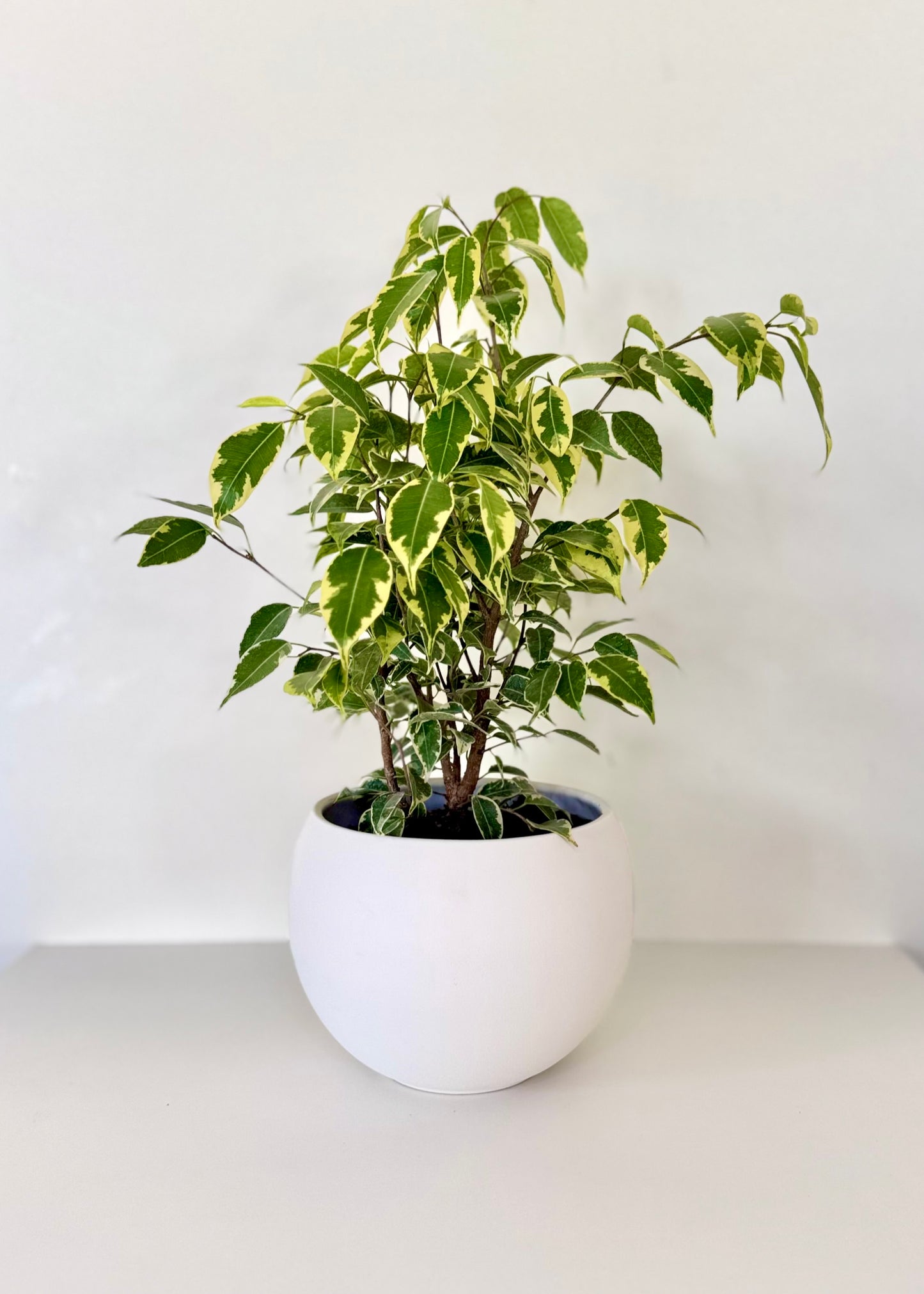 Ficus Bonsai Hawaii en Esfera