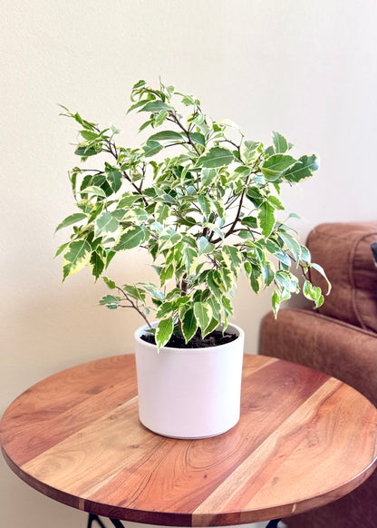 Ficus Bonsai Hawaii