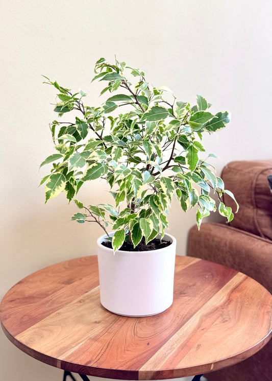 Ficus Bonsai Hawaii