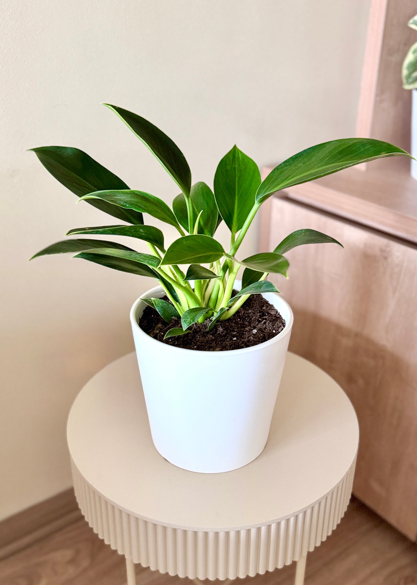 Filodendro Green Princess