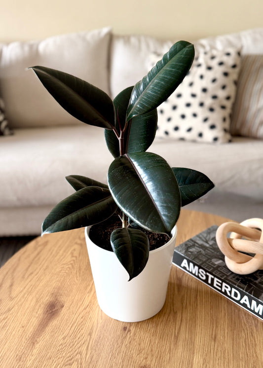Gomero Burgundy Ficus