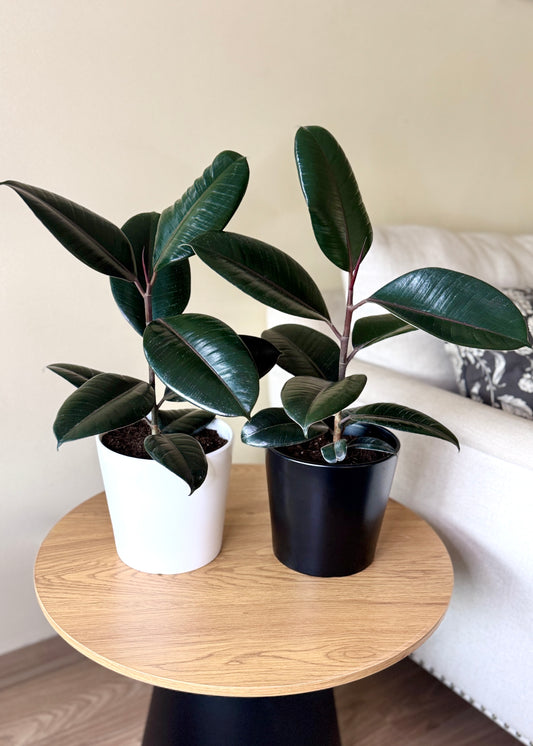 Gomero Burgundy Ficus