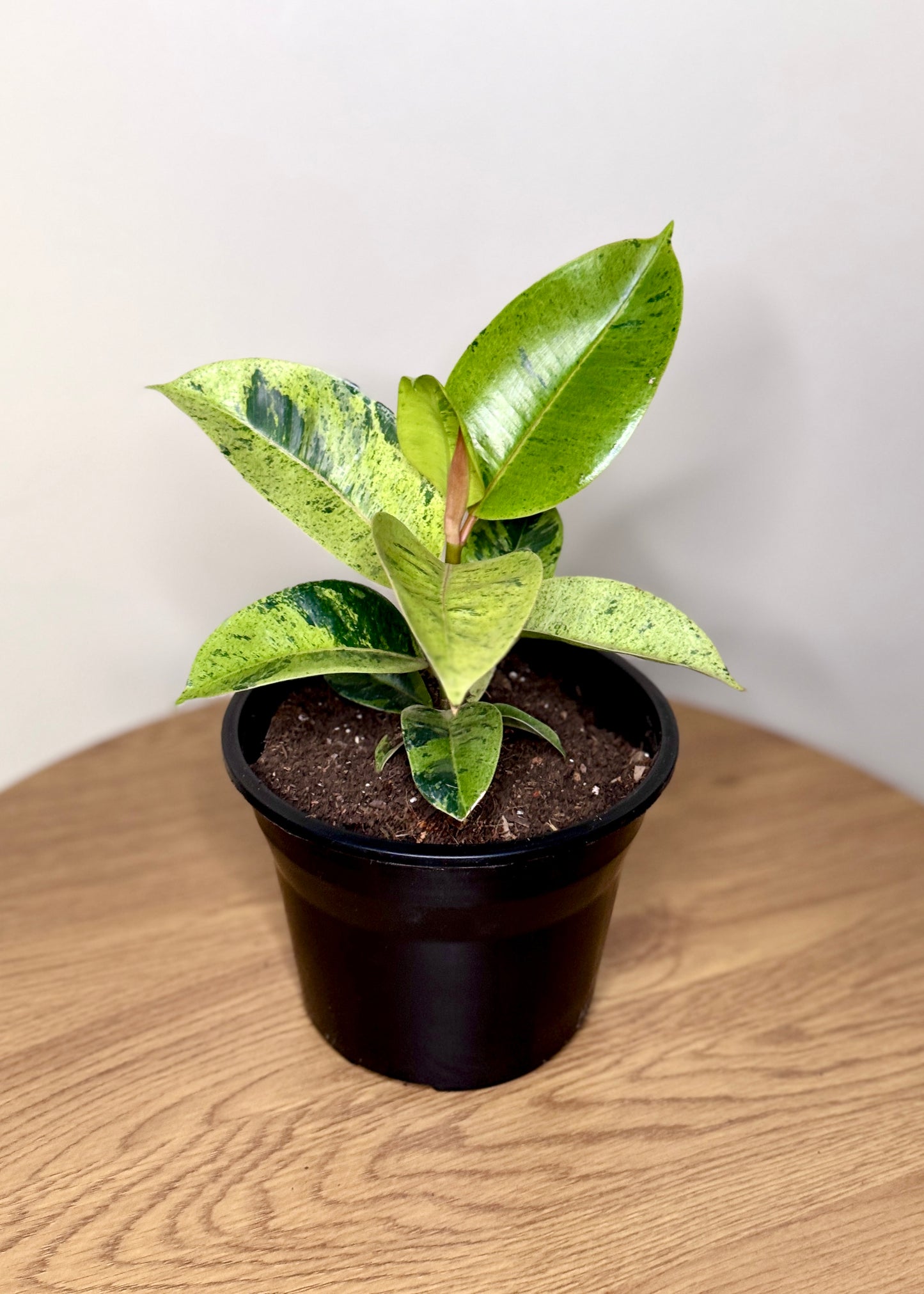 Ficus o Gomero Shivereana